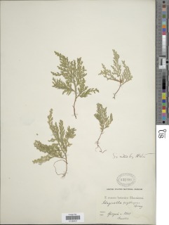 Selaginella erythropus image
