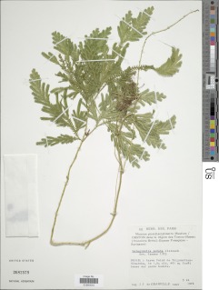 Selaginella pedata image