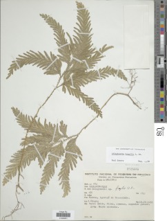 Selaginella fragilis image