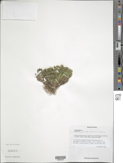 Selaginella pulvinata image