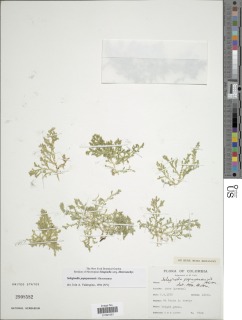 Selaginella popayanensis image