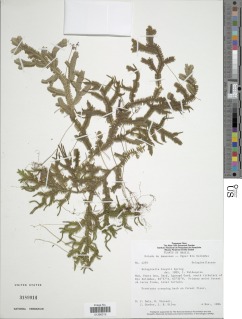 Selaginella breynii image