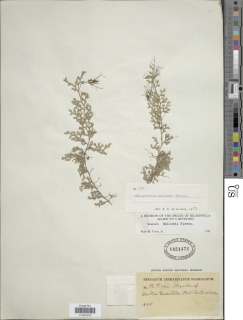 Selaginella sellowii image