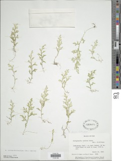Selaginella novae-hollandiae image