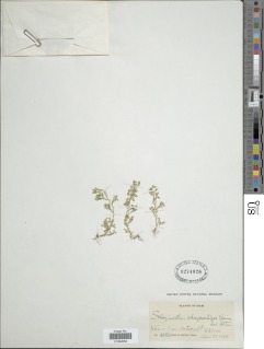 Selaginella chrysorrhizos image