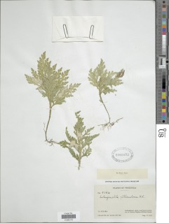 Selaginella viticulosa image