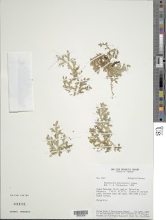 Selaginella potaroensis image