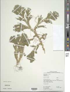 Selaginella epirrhizos image