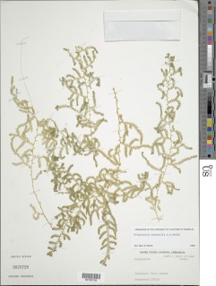 Selaginella versatilis image