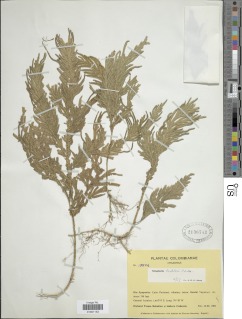 Selaginella lechleri image