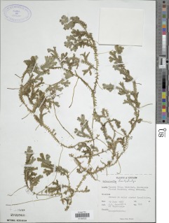 Selaginella cochleata image