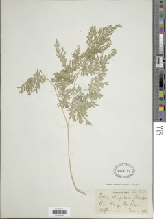 Selaginella pubescens image