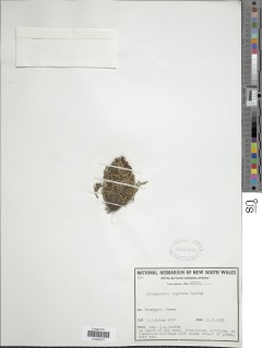 Selaginella vaginata image