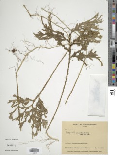 Selaginella amazonica image