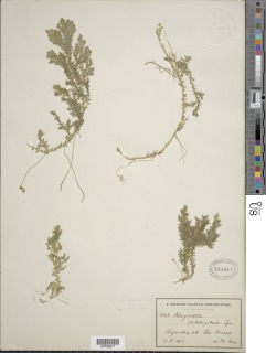 Selaginella substipitata image