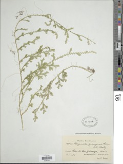 Selaginella marginata image