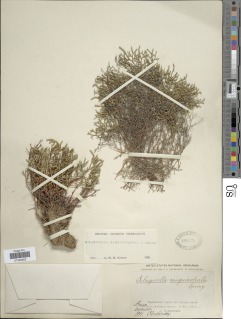 Selaginella sanguinolenta image