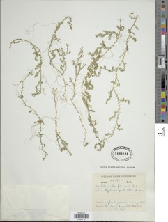 Selaginella filicaulis image