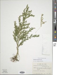 Selaginella decomposita image