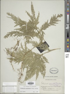 Selaginella geniculata image