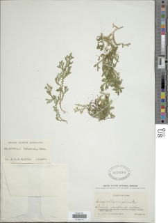 Selaginella heterostachys image