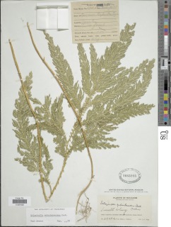 Selaginella subarborescens image