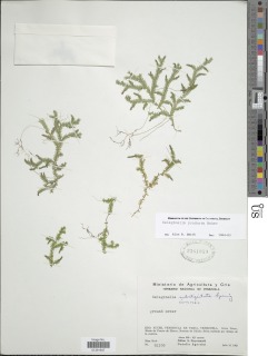 Selaginella producta image