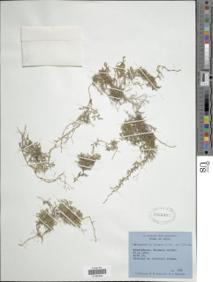 Selaginella adunca image