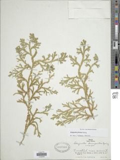 Selaginella flexuosa image
