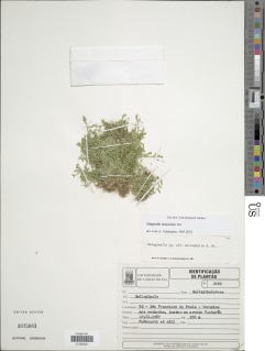 Selaginella tenuissima image