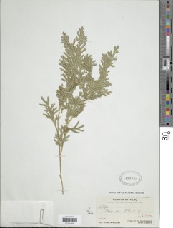 Selaginella stellata image