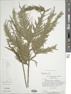 Selaginella lechleri image