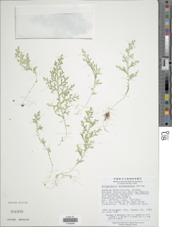 Selaginella chrysocaulos image