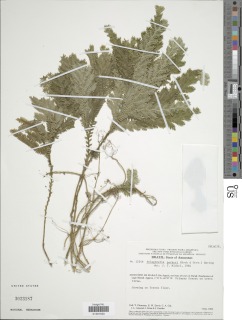 Selaginella parkeri image