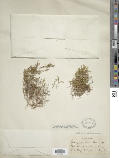 Selaginella rossii image