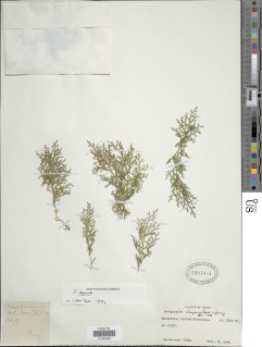 Selaginella chrysorrhizos image