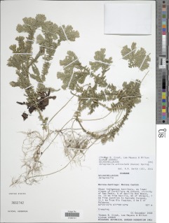 Selaginella articulata image
