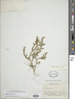 Selaginella seemannii image