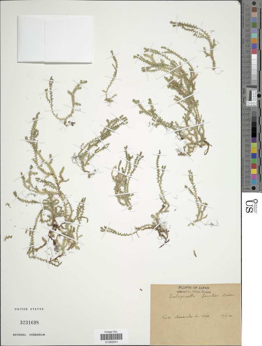Selaginella nipponica image