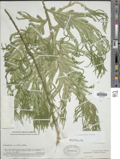 Selaginella quadrifaria image