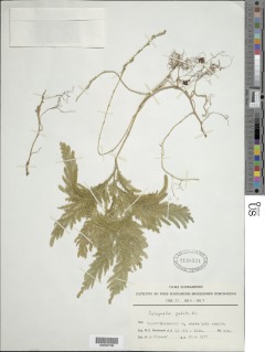 Selaginella pedata image