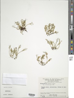 Selaginella wurdackii image