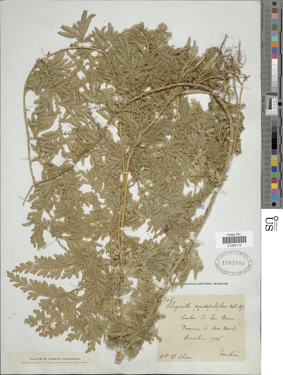 Selaginella pseudopaleifera image