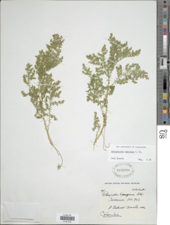 Selaginella kunzeana image