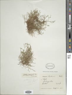 Selaginella sanguinolenta image