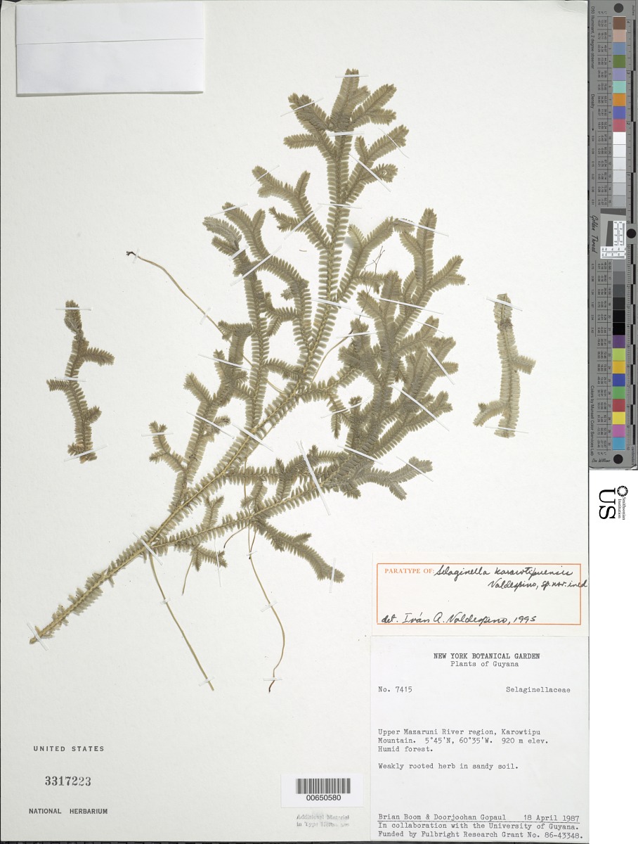 Selaginella karowtipuensis image