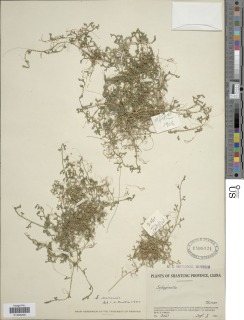 Selaginella sinensis image