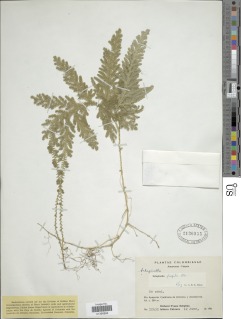 Selaginella fragilis image