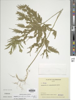 Selaginella palmiformis image