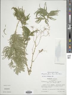 Selaginella plana image